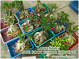 Adenium large size